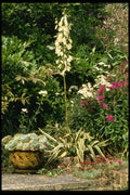 131056 Yucca In Flower, Also Phlox, Accilia The Pearl  A4 Photo Print