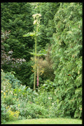 131057 Giant Hogweed A4 Photo Print