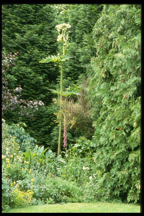 131057 Giant Hogweed A4 Photo Print