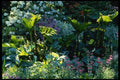 131060 Bog Plants A4 Photo Print