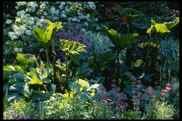 131060 Bog Plants A4 Photo Print
