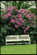 131061 Garden Bench And Rhododendrons A4 Photo Print
