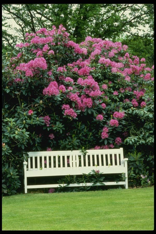 131061 Garden Bench And Rhododendrons A4 Photo Print