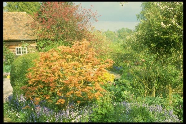 131062 Spring Garden, Acer Underplanted With Colored Bluebells A4 Photo Print