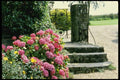 131064 Hydrangea Macrophylla (pink) A4 Photo Print