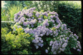 131065 Hydrangea Macrophylla (blue) A4 Photo Print