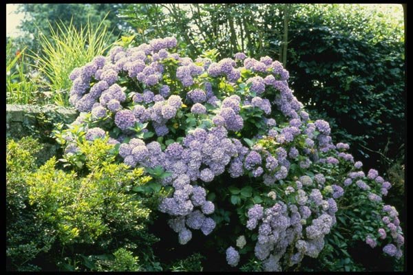 131065 Hydrangea Macrophylla (blue) A4 Photo Print