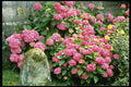 131066 Hydrangea Macrophylla Next To Milestone A4 Photo Print