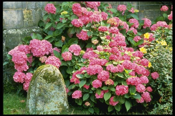 131066 Hydrangea Macrophylla Next To Milestone A4 Photo Print
