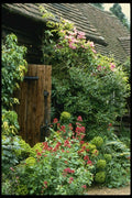 131067 Outhouse With Euphorbia Characias Wulfenii A4 Photo Print