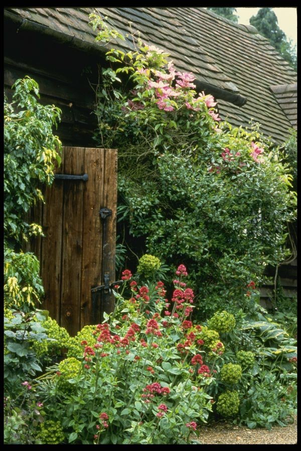 131067 Outhouse With Euphorbia Characias Wulfenii A4 Photo Print