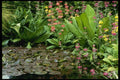 131068 Pond Plants Including Primula Florindae A4 Photo Print