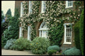 131069 Queen Anne House With Climbing Rose Cecile Brunner  A4 Photo Print