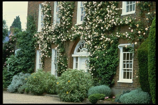 131069 Queen Anne House With Climbing Rose Cecile Brunner  A4 Photo Print