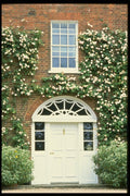 131070 Queen Anne House With Climbing Rose Cecile Brunner  A4 Photo Print