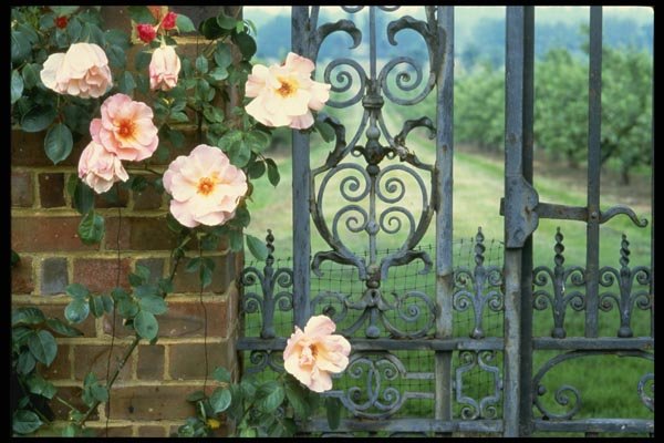 131073 Rose And Wrought Iron Gate A4 Photo Print