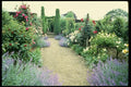 131074 Path With Catmint And Hybrid Roses A4 Photo Print