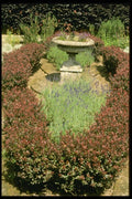 131077 Urn Surrounded By Berberis And Lavender A4 Photo Print