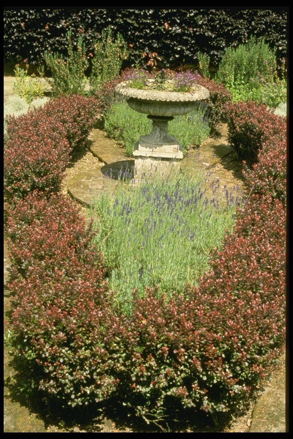 131077 Urn Surrounded By Berberis And Lavender A4 Photo Print