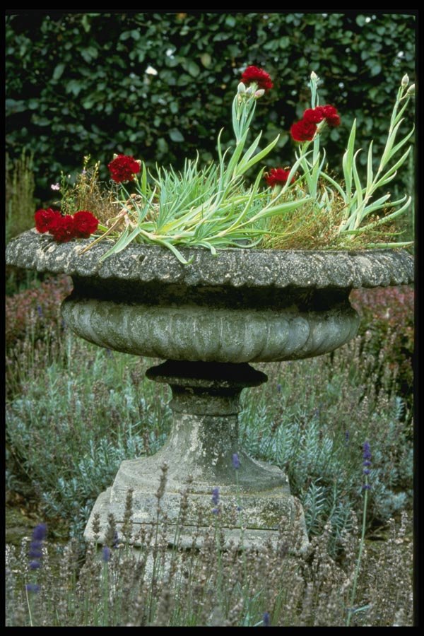 131078 Urn Planted With Carnation A4 Photo Print