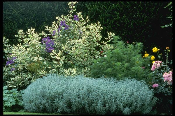 131080 Euronymus Albomarginatus (Spindle Tree) And Cotton Lavender A4 Photo Print