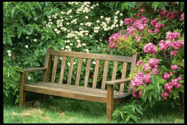 131081 Garden Bench With Rambler Roses A4 Photo Print
