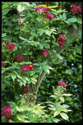 131083 Rambler Rose Adelaide D'Orleans On Pergola A4 Photo Print