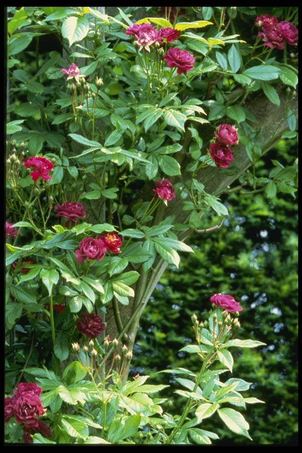 131083 Rambler Rose Adelaide D'Orleans On Pergola A4 Photo Print