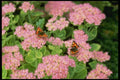 131084 Sedum Autumn Joy With Butterflies A4 Photo Print