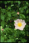 131086 Climbing Rose Mermaid  A4 Photo Print