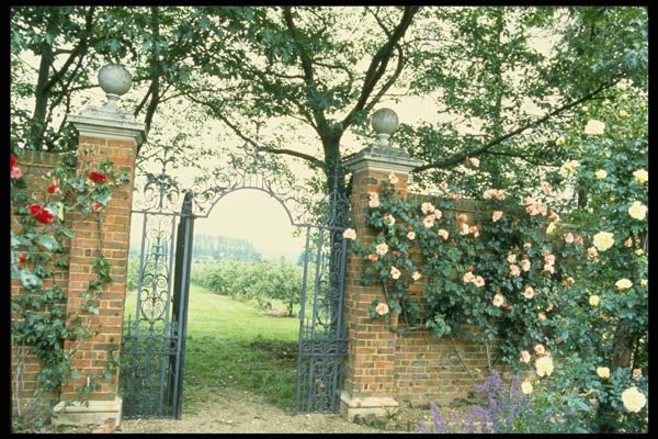 131088 Climbing Roses Beside Wrought Iron Gate A4 Photo Print