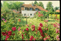 131095 Timber Framed House With Climbing Rose In Foreground A4 Photo Print