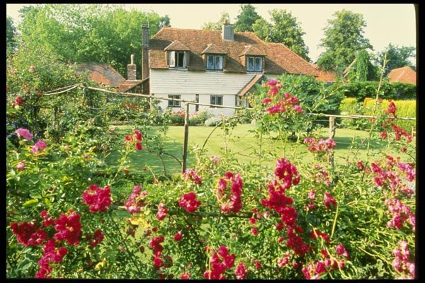 131095 Timber Framed House With Climbing Rose In Foreground A4 Photo Print
