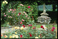 131096 Classical Urn With Roses In Foreground A4 Photo Print