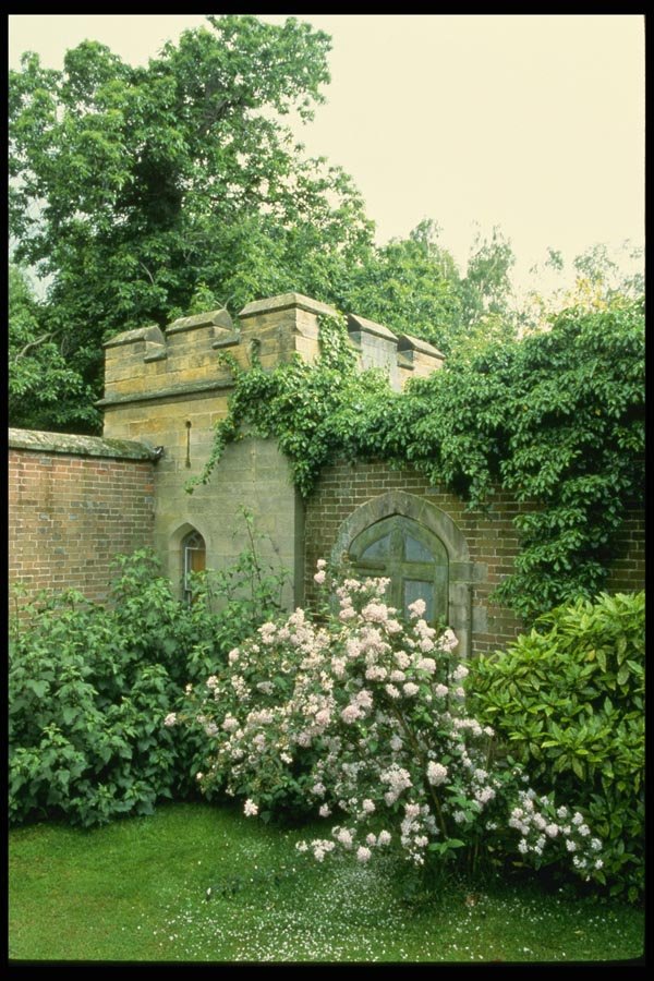 131097 Castle Wall With Deutzia (Japanese Snow Flower) In Flower A4 Photo Print