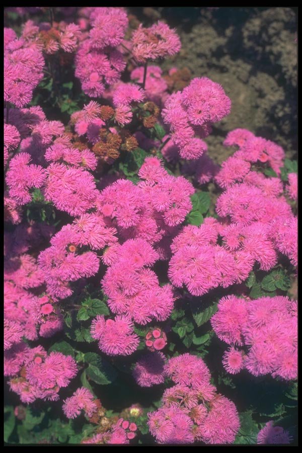132000 Common Garden Ageratum (Ageratum Houstonianum) A4 Photo Print