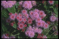 132001 Common Garden Ageratum (Ageratum Houstonianum) A4 Photo Print