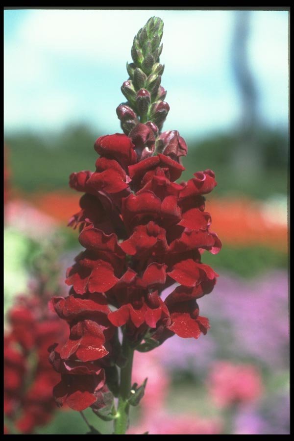 132002 Common Snapdragon (Antirrhinum Majus) A4 Photo Print
