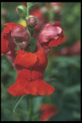 132003 Common Snapdragon (Antirrhinum Majus) A4 Photo Print