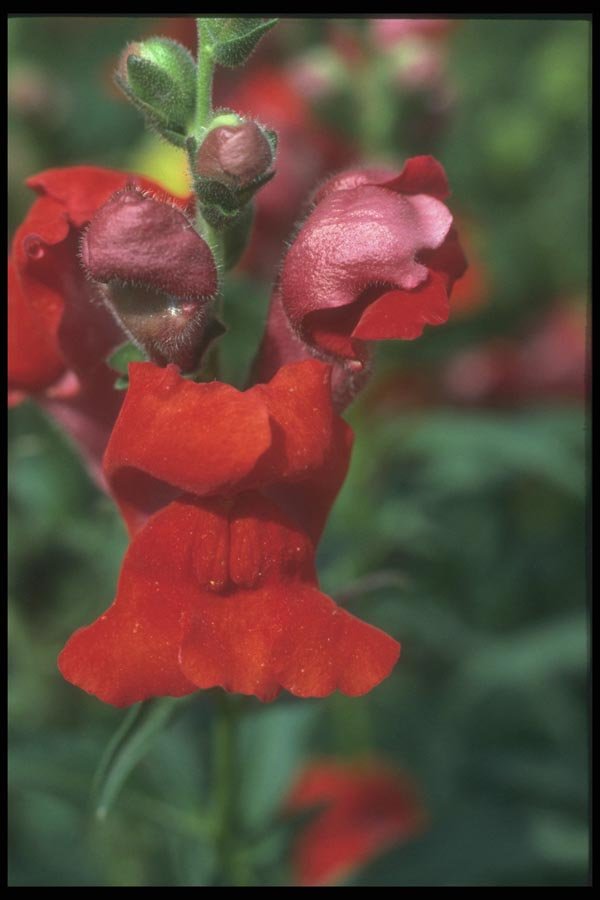 132003 Common Snapdragon (Antirrhinum Majus) A4 Photo Print