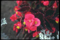 132004 Wax Begonia (Begonia) A4 Photo Print