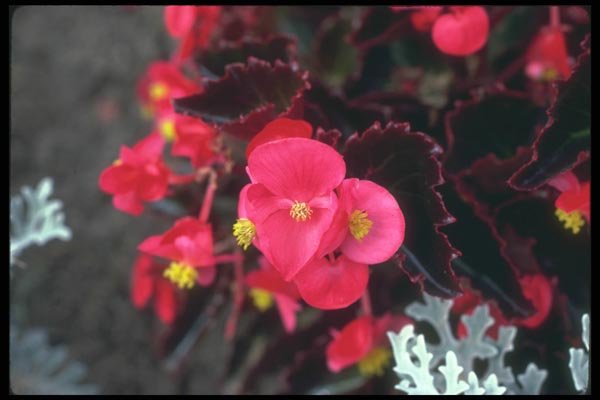 132004 Wax Begonia (Begonia) A4 Photo Print