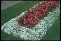 132005 Wax Begonia (Begonia) A4 Photo Print