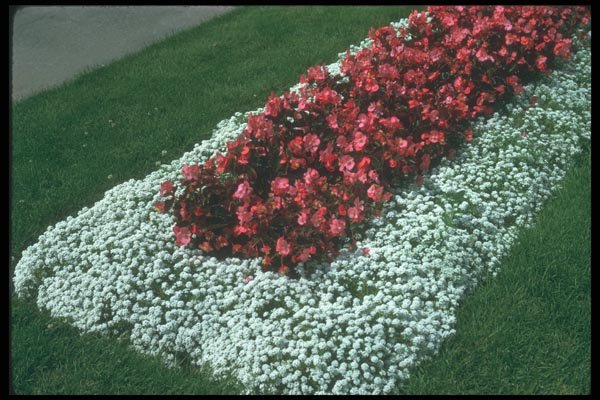 132005 Wax Begonia (Begonia) A4 Photo Print