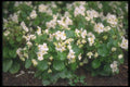132006 Wax Begonia (Begonia) A4 Photo Print