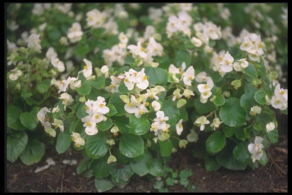 132006 Wax Begonia (Begonia) A4 Photo Print