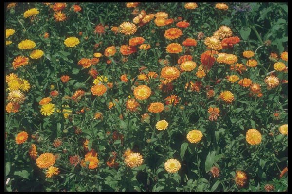 132007 Pot Marigold (Calendula Officinalis) A4 Photo Print