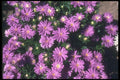 132008 China Aster (Callistephus Chinensis) A4 Photo Print