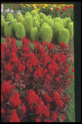 132009 Celosia (Celosia) A4 Photo Print