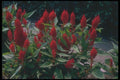 132010 Plumed Celosia (Celosia Argentea) A4 Photo Print